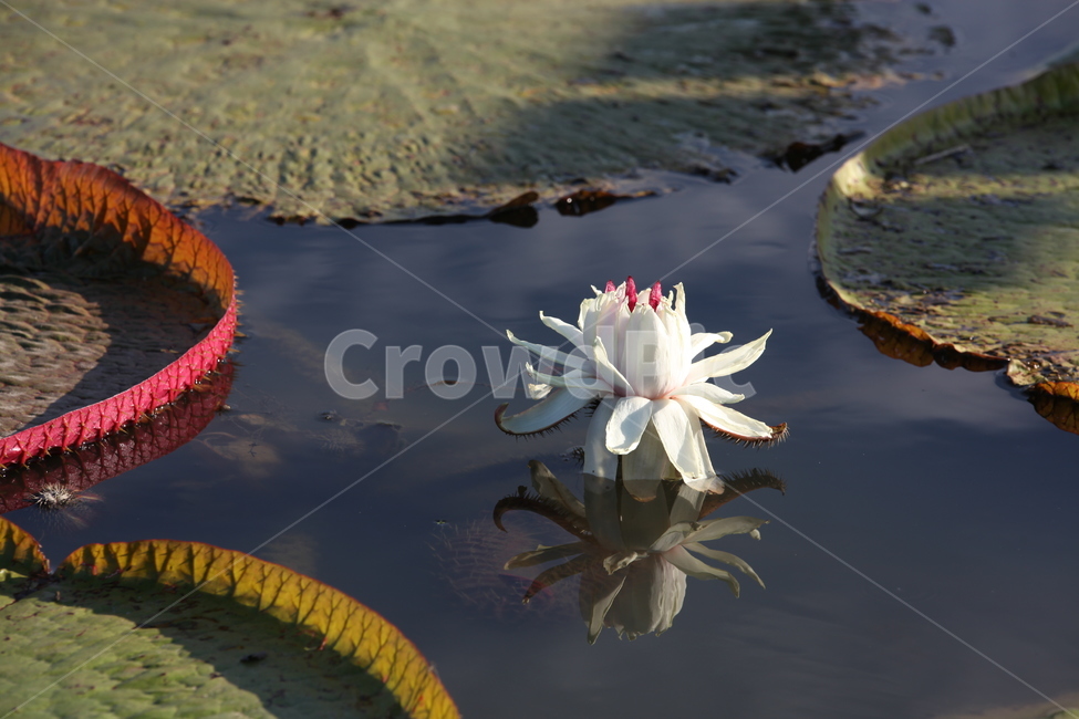 빅토리아,행복,분홍,연꽃,행운,식물,자연,plants,nature,꽃,flower