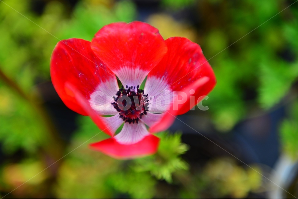 blossom,plant,식물,flower,꽃,봄꽃,공원,빨간꽃,꽃봉우리,아네모네,식물,자연,plants,nature,꽃,flower