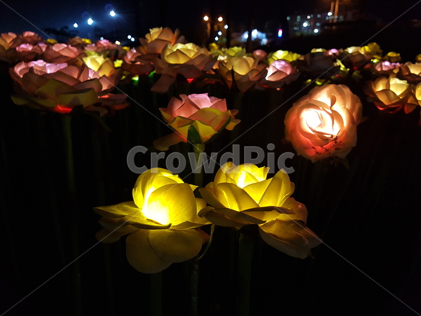 night view,artificial flower,night,flowergarden,led lighting,lighting,scenery,flower lighting,flower,emotion,light,nightscape,plastic flower,rose,landscape
