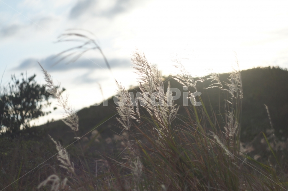 풍경,landscape,자연,nature,가을,fall,계절,season,햇살,sunshine,노을,sunset,생동감,fresh,숲,forest,하늘,sky,감성,식물,plant,식물,자연,plants,nature,휴식,힐링,rest,relaxation,healing