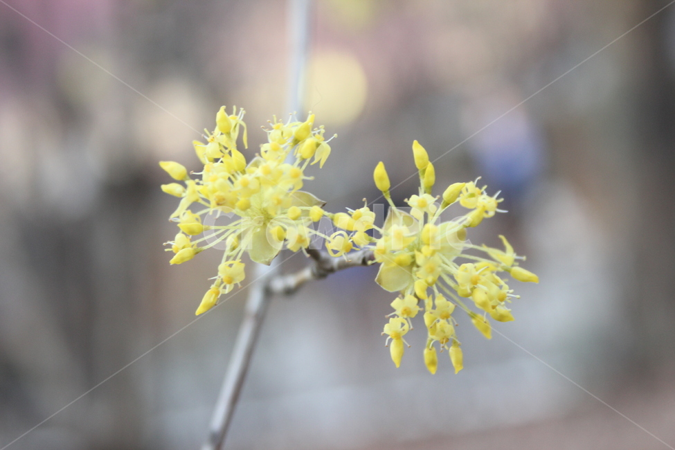 spring flowers,Cornus officinalis,tree,Plug in,March flowers