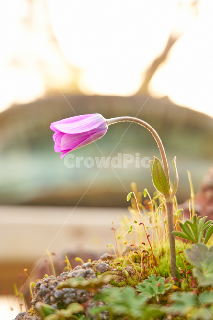 비닐하우스,봄,꽃,flower,flowers,blossom,beautiful,정원,화원,아름다운,식물,자연,plants,nature,꽃,flower