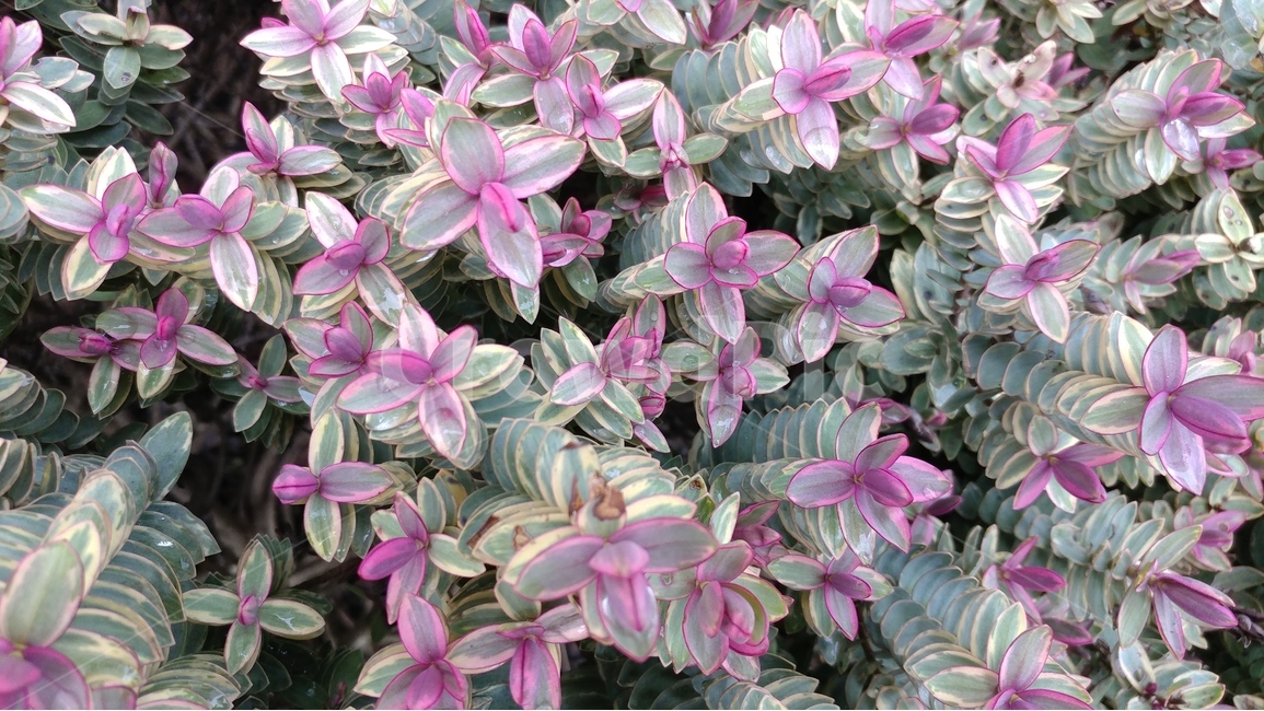 봄,꽃,식물,신비스런색감,분홍과회색,흐린날씨,시애틀어딘가에서,spring,flower,springflower,plant,mysteriouscolor,pinkandgrey,Seattle,Washington,봄,계절,spring,season,식물,자연,plants,nature,꽃,flower,blossom,geranium,제라늄