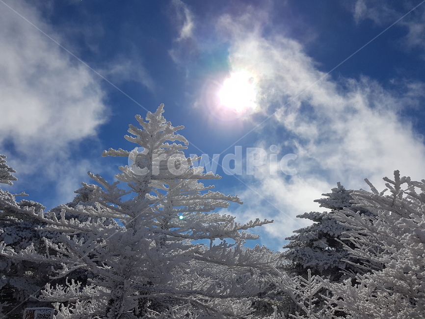 제주,겨울,한라산,눈꽃,눈,jeju,winter,hallamountain,snow,나무,겨울,계절,winter,season