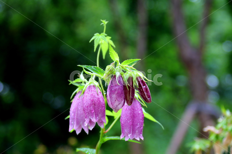 꽃,식물,계절,자연,풍경,식물,자연,plants,nature,꽃,flower