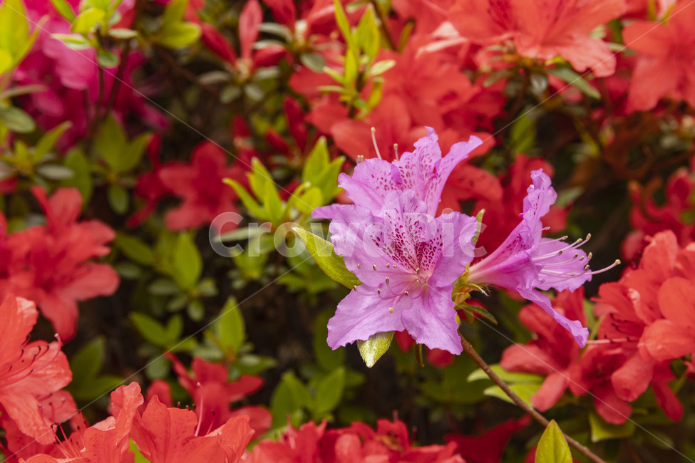 철쭉,분홍철쭉,철쭉꽃,azalea,자산홍,석천,식물,자연,plants,nature,꽃,flower