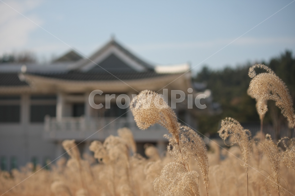 가을,하늘,갈대,억새,공원,가을,계절,fall,autumn,season,식물,자연,plants,nature,grass,잔디,plant