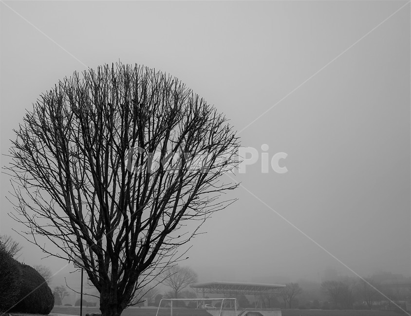 나무,겨울,식물,안개,자연,겨울,계절,winter,season,식물,자연,plants,nature,나무,trees,wood,흑백,모노톤,monochrome,black and white
