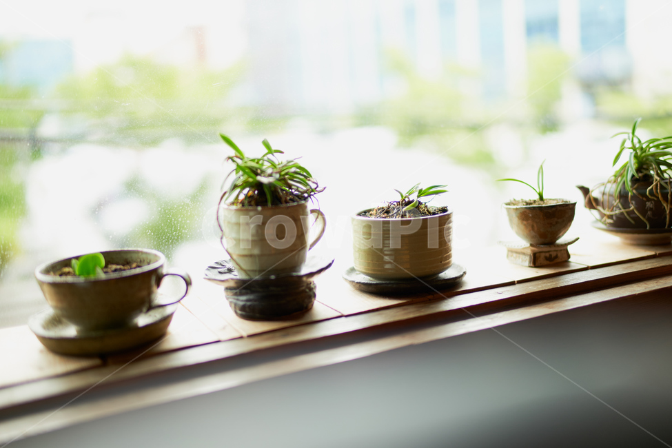 오후,빛,난초,햇살,자연,공간,summer,하루,휴식,취미,green,화분,실내용화초,화분,화초,house plant