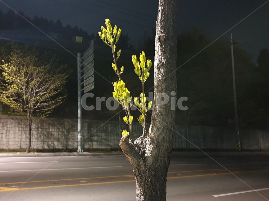 차도,길,거리,나무,밤,식물,자연,plants,nature