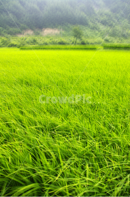 논,벼,초록,식물,plant,자연,풍경,nature,landscape,field,들,grassland,목초지,outdoors,옥외