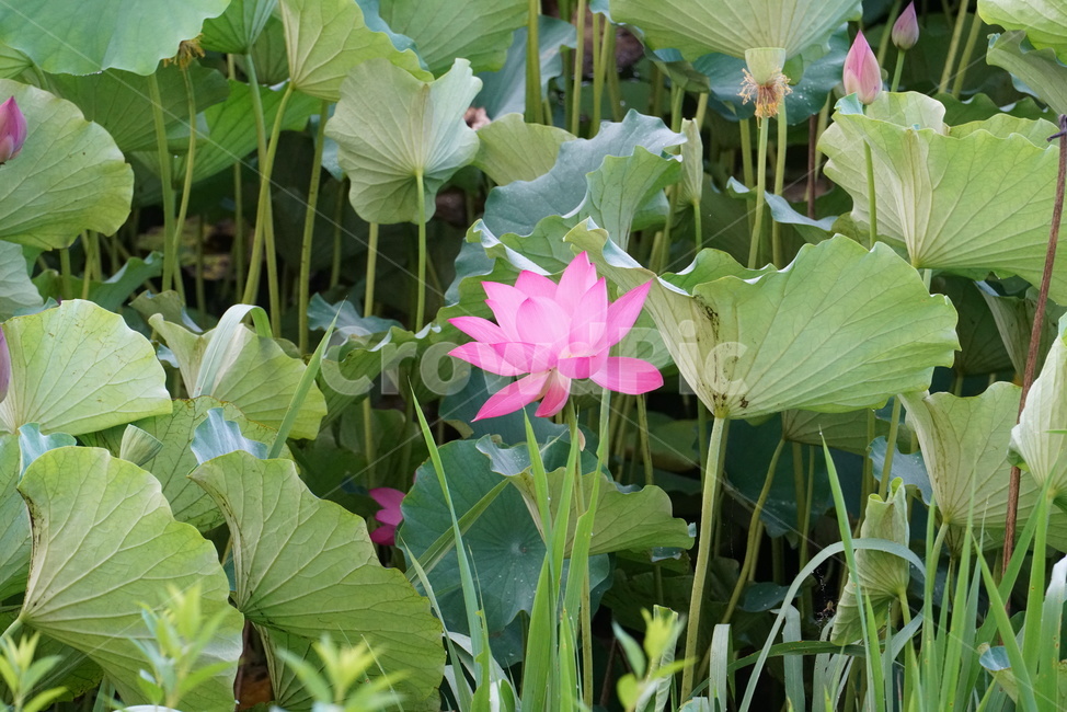연꽃,lotus,수생식물,식물,연못,수련