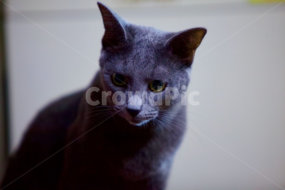 고양이,냐옹이,야옹이,냐옹,냥냥,냥냥펀치,cat,cats,animal,러시안블루,반려묘,애완묘,동물,animal,포유류,mammal,고양이,cat,kitten,kitty