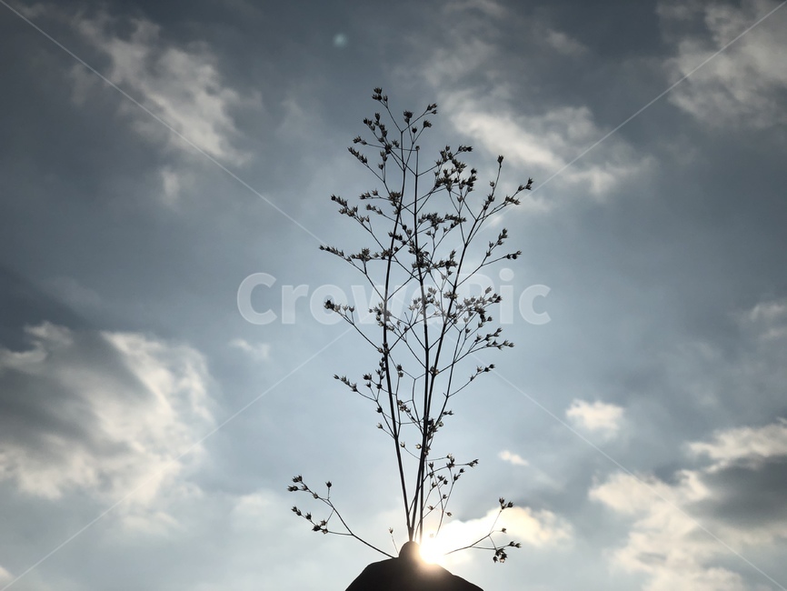 꽃,하늘,구름,햇빛,light,sunlight,역광,자연