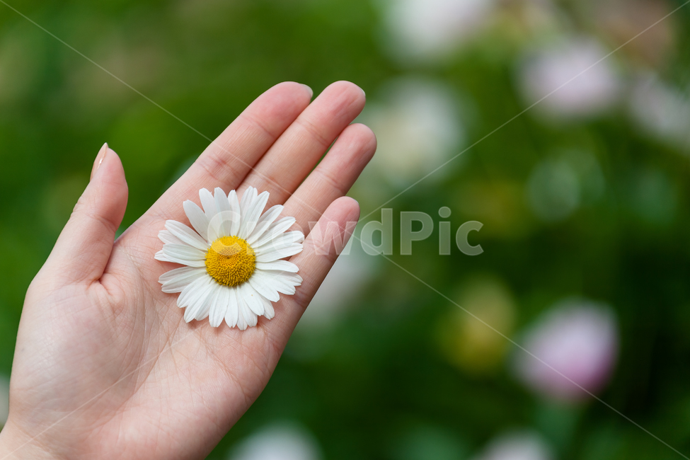 안녕,소망,손,꽃,소녀,웃음,미소,손바닥,꽃잎,하이,꽃,flower,사람,인물,인간,human,person,신체일부,몸,body