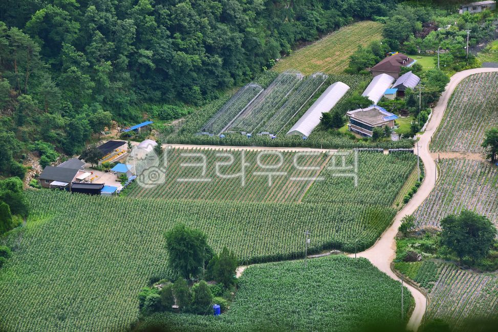 한국자연경관,조감도,동강,강변,nature,자연,outdoors,옥외,야외,배경,바탕,백그라운드,그린,환경,tree,plant,암벽,숲,녹지,forest,마을길,마을,촌락,동네,산촌,농로,길,경관,풍경,landscape,로드,비포장길,시골