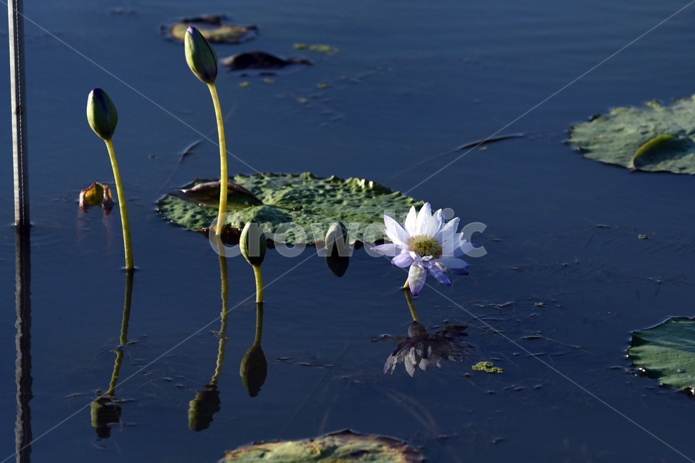 연못,수련,식물,자연,여름,정원,푸르른,물,수경식물,연못가,연못정원,plants,nature,연,연꽃,힐링,flower,감성,연잎,식물,자연,plants,nature,꽃,flower