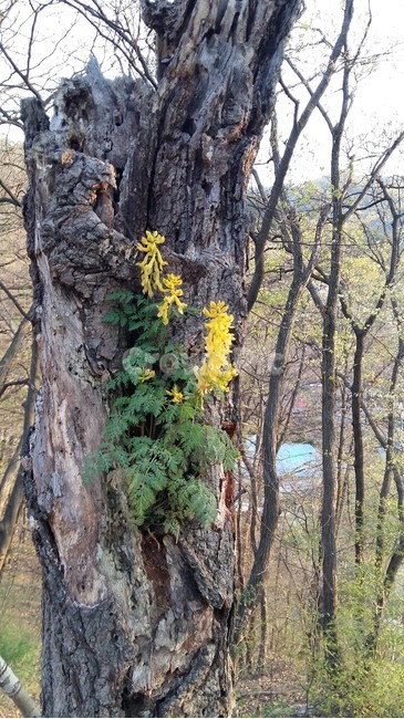 봄꽃,나무,폐목,꽃나무,꽃,식물,자연,plants,nature,꽃,flower
