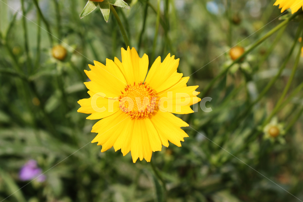 금계국,꽃,한국,노랑,노란색,노랑꽃,정원,식물,자연,goldenwaveflower,flower,fresh,goldenwave,goldenwaves,goldenwave,green,korea,natural,plant,yellow,식물,자연,plants,nature,꽃,flower