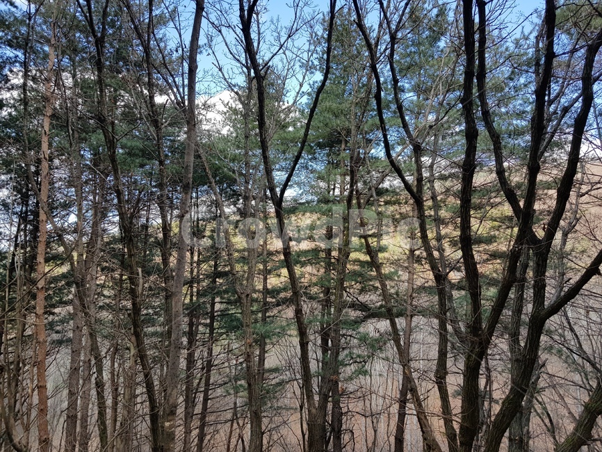 산,나무,소나무,숲속,자연,치톤피드