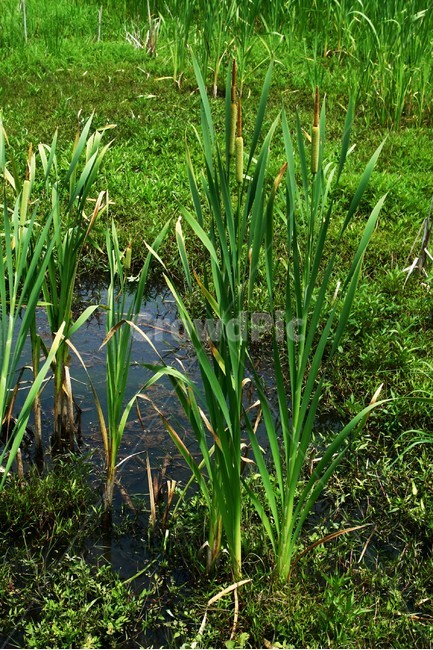 부들,부들과,여러해살이풀,수생식물,야생초,관상식물,식물,자연,plants,nature