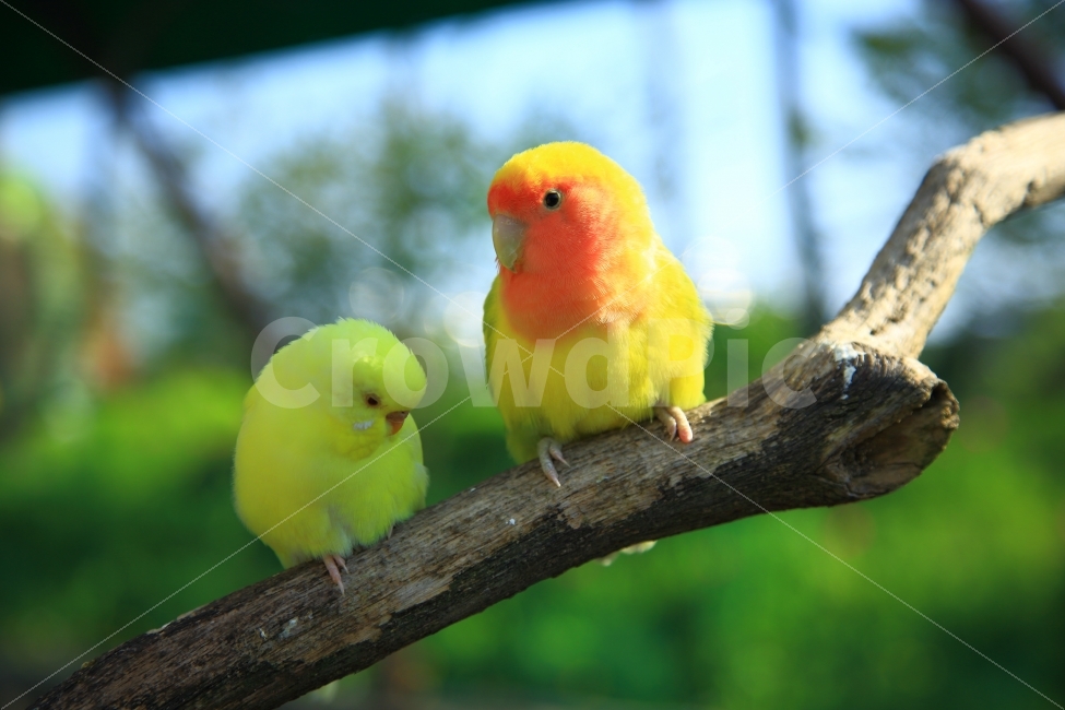 새,앵무새,가족,짝,구애,조류,동물,animal,조류,새,birds,색깔,색상,색채,색감,color sense,color sensitivity,feeling of color