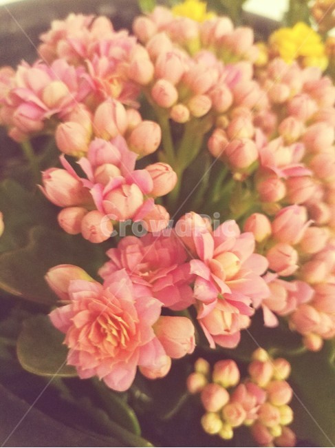 후리지아,봄,꽃,향기,식물,식물,자연,plants,nature,꽃,flower