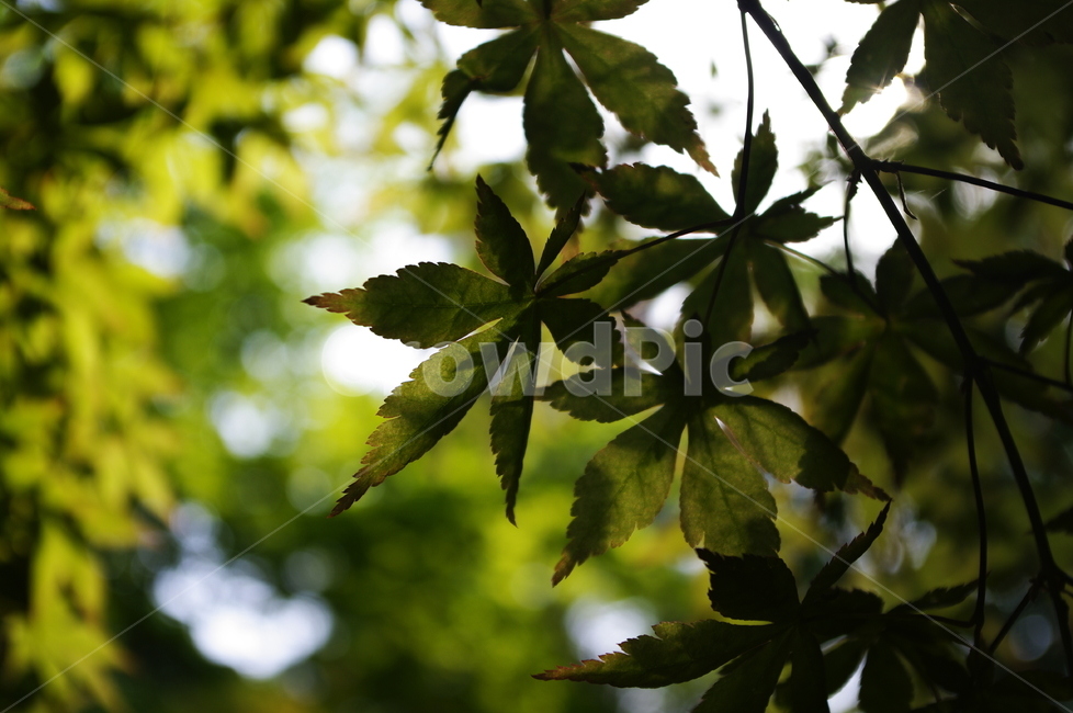 숲,나무,식물,plant,봄,spring,초록,잎,식물,자연,plants,nature
