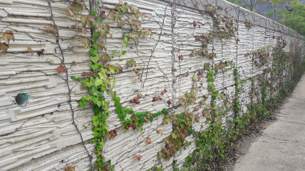 담쟁이덩쿨,담쟁이,ivy,bostonivy,vine,plant,식물,덩쿨,담,벽,wall,식물,자연,plants,nature