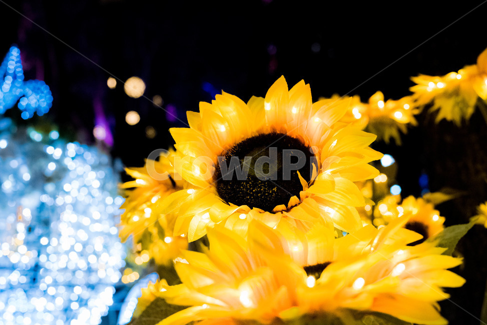 해바라기,야경,밤,빛축제,불빛,야경,밤,풍경,nightscape,night,landscape,꽃,flower