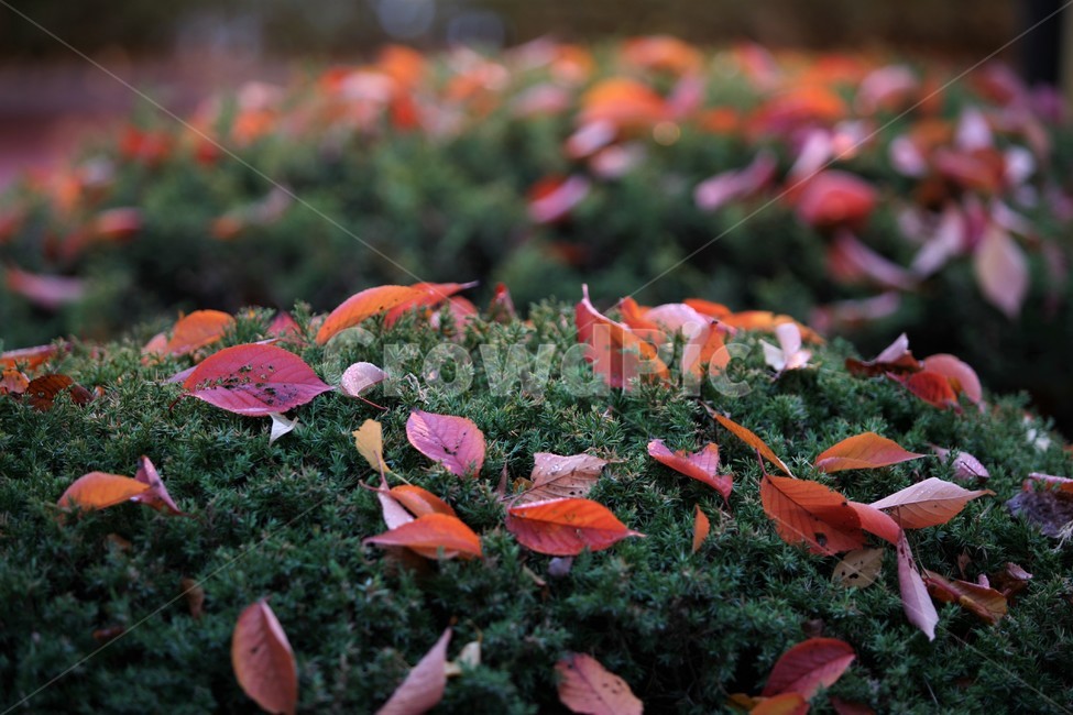 서울단풍명소,송파구단풍명소,가을,단풍,석촌호수공원,가을,계절,fall,autumn,season,leaf,잎,plant,식물