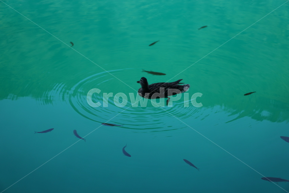 플리트비체,water,river,outdoors,물,강,자연,폭포,waterfall,호수,rake,크로아티아,croatia,plitvice,nationalpark
