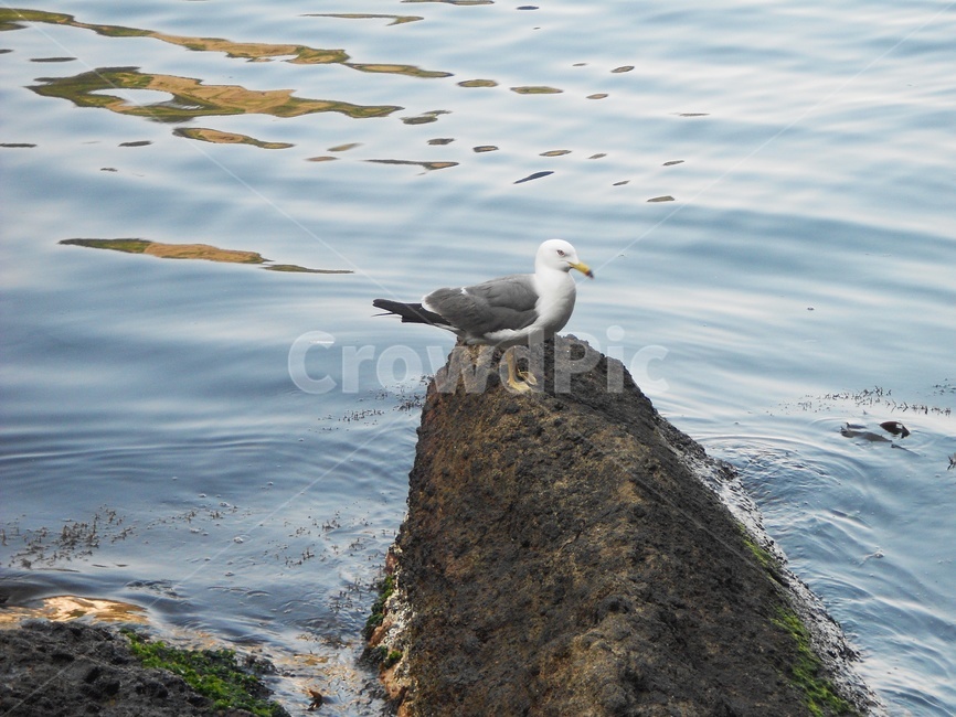 갈매기,동물,새,바다,animal,seagull,bird,동물,animal,조류,새,birds