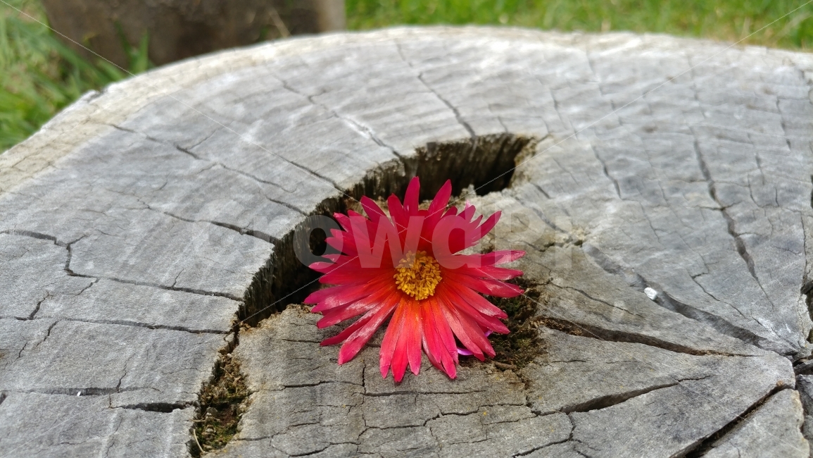 꽃한송이,다육이꽃,생과사,succulentflower,orangeflower,lifeanddeath,nature,식물,자연,plants,nature,꽃,flower