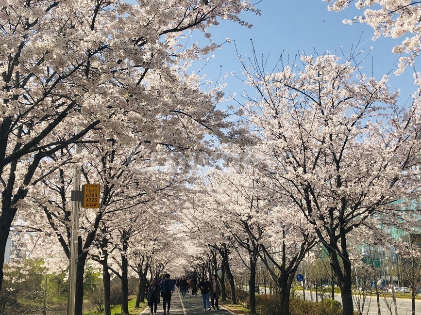 만개,벚꽃,꽃,산책,flower