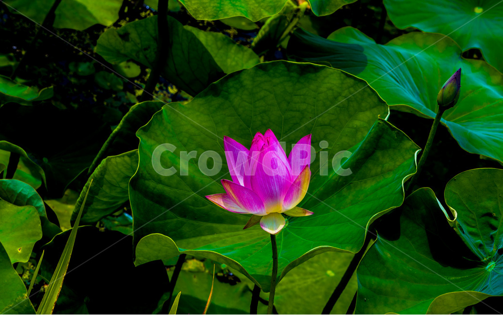 연꽃,연잎,문양,무늬,습지,식물,자연,plants,nature,꽃,flower