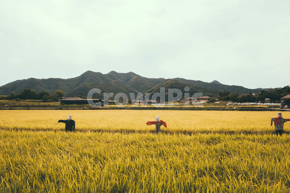 outdoors,field,들,nature,자연,countryside,farm,농장,가을,가을,계절,fall,autumn,season,자연,풍경,nature,landscape,시골,마을,country,rural,town,grassland,목초지,옥외,농촌