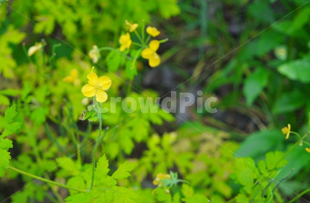 노란꽃,토끼풀꽃,토끼풀,보라꽃,히아신스,봄꽃,봄,꽃,플라워,flower,길가에핀꽃,시골길,식물,자연,plants,nature,꽃,flower