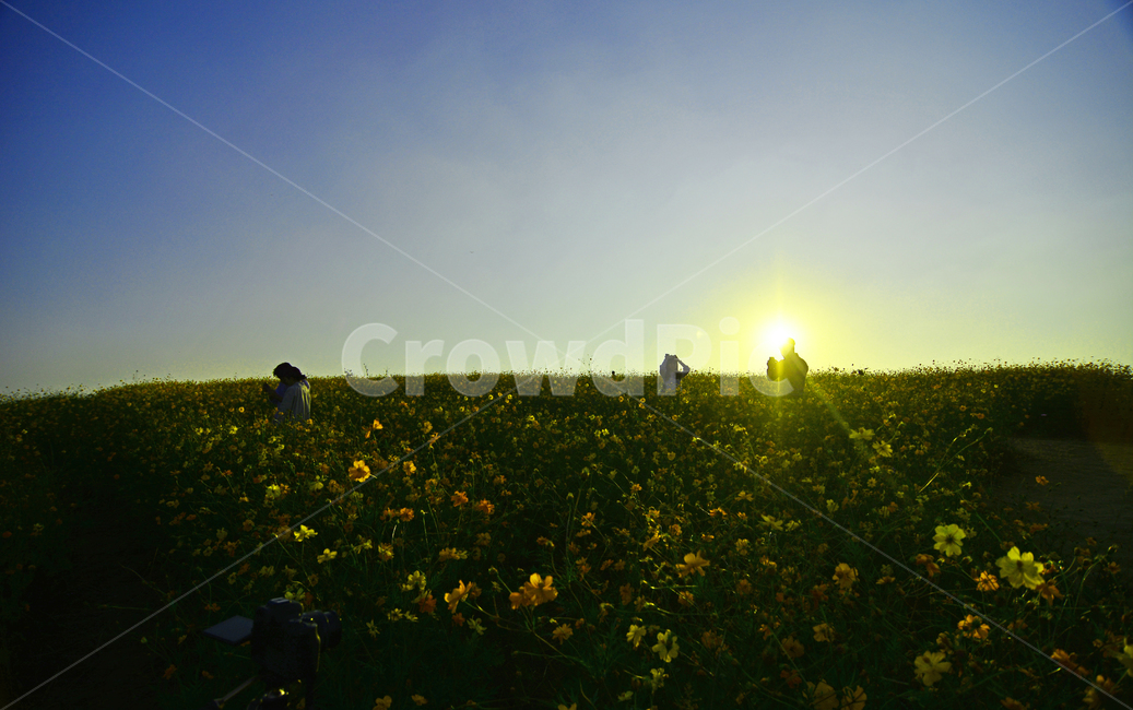 nature,자연,outdoors,옥외,grassland,목초지,field,들,동산,가을,계절,코스모스,꽃,들판,일몰,선셋,sunset,노을,풍경,가을풍경,한국풍경,autumn,플라워