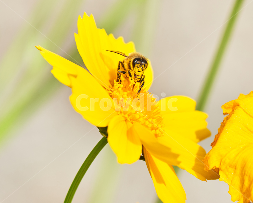 spring flowers,nature,flower buds,plants,yellow,wild chrysanthemums,wild flowers,Flowers,bees