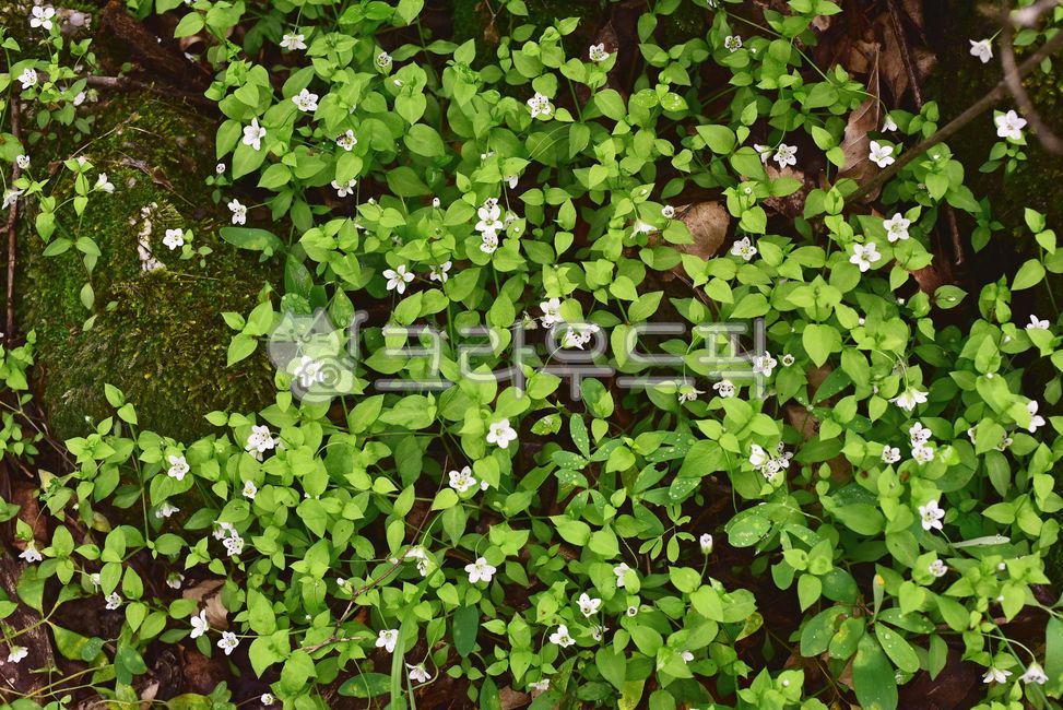 Individual vine flower,alpine plants,grass,colonies,green,nature,alpine wildflower,rare plants,tree,white flowers,herbaceous,outdoor,environment,wildflowers,outdoors,background,psoriasis,plant,vines,fresh