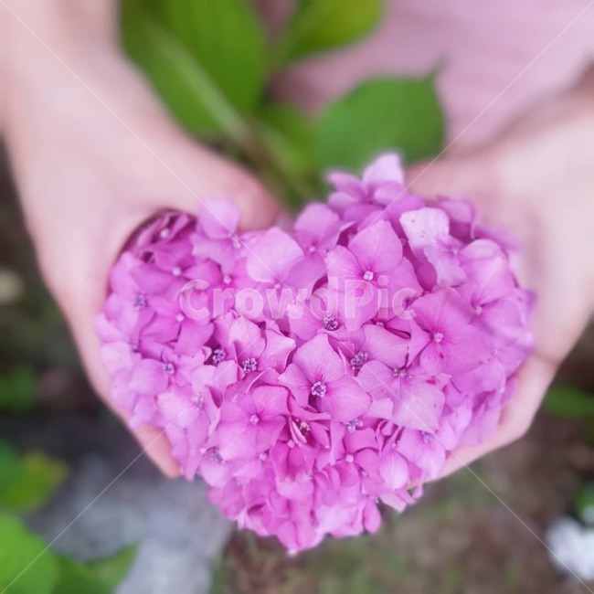plant,식물,꽃,flower,수국,blossom,꽃잎,식물,자연,plants,nature,꽃,flower