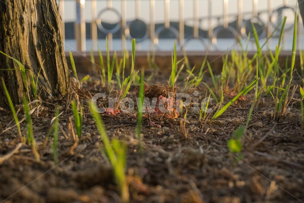 햇살,잔디,나무,흙,화단,식물,자연,plants,nature