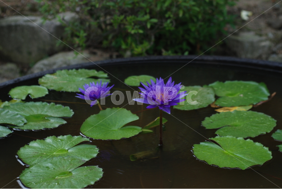연꽃,보라색,자연,아름다운,두송이,식물,자연,plants,nature,꽃,flower
