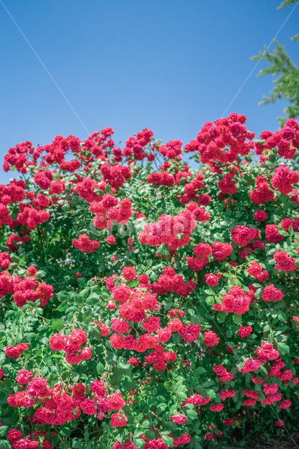 장미,하늘,분홍색,꽃잎,rose,싱그러운,식물,자연,plants,nature,꽃,flower