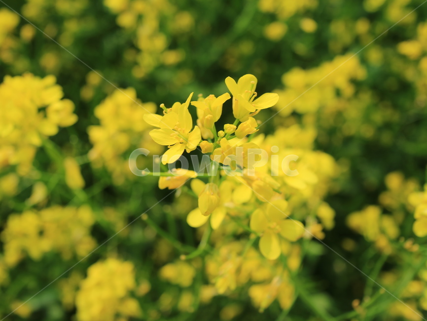 유채꽃,자연,꽃,노란색,아웃포커싱,봄,봄꽃,식물,자연,plants,nature,꽃,flower