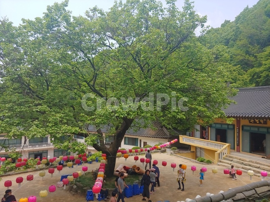 부처님오신날,연등,봉인사,봄날,5월