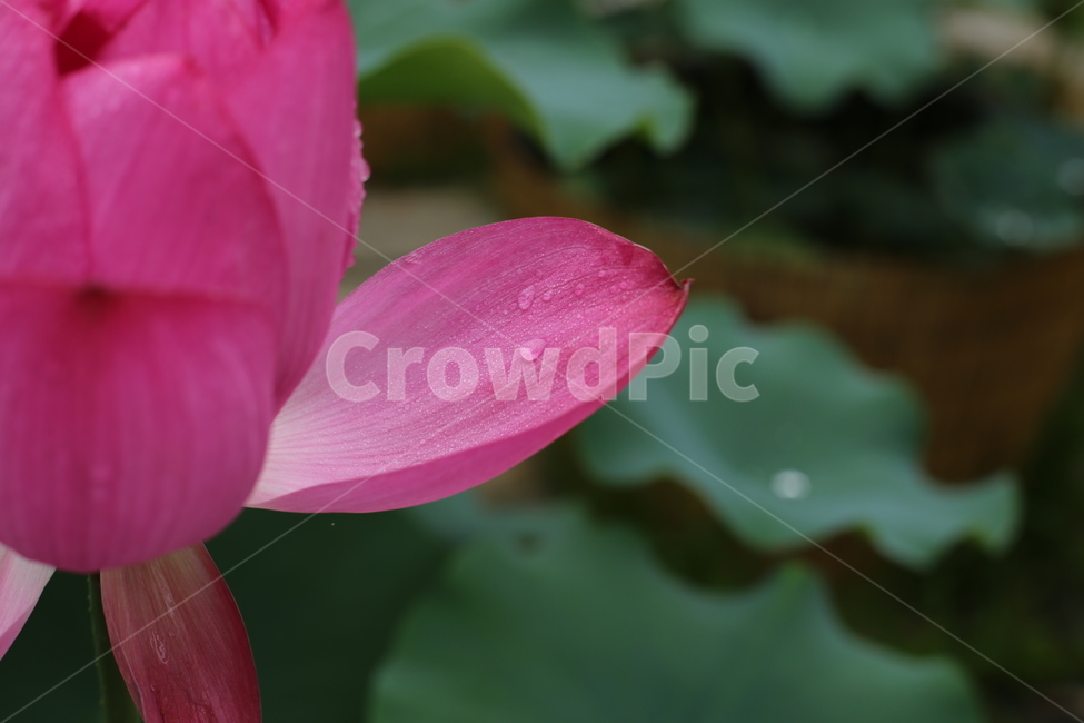 plant,식물,flower,꽃,blossom,petal,꽃잎,연꽃,lotus