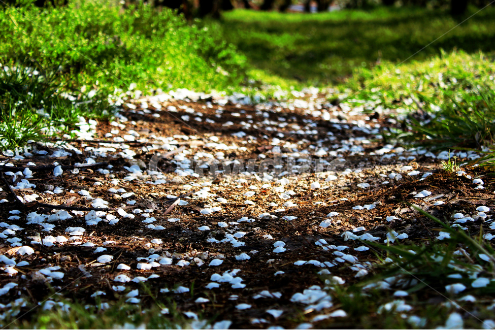 꽃길,비포장,벚꽃,그늘,응달,자연,봄,계절,spring,season,꽃,flower,ground,바닥,gravel,자갈,road,도로,dirt road,흙길