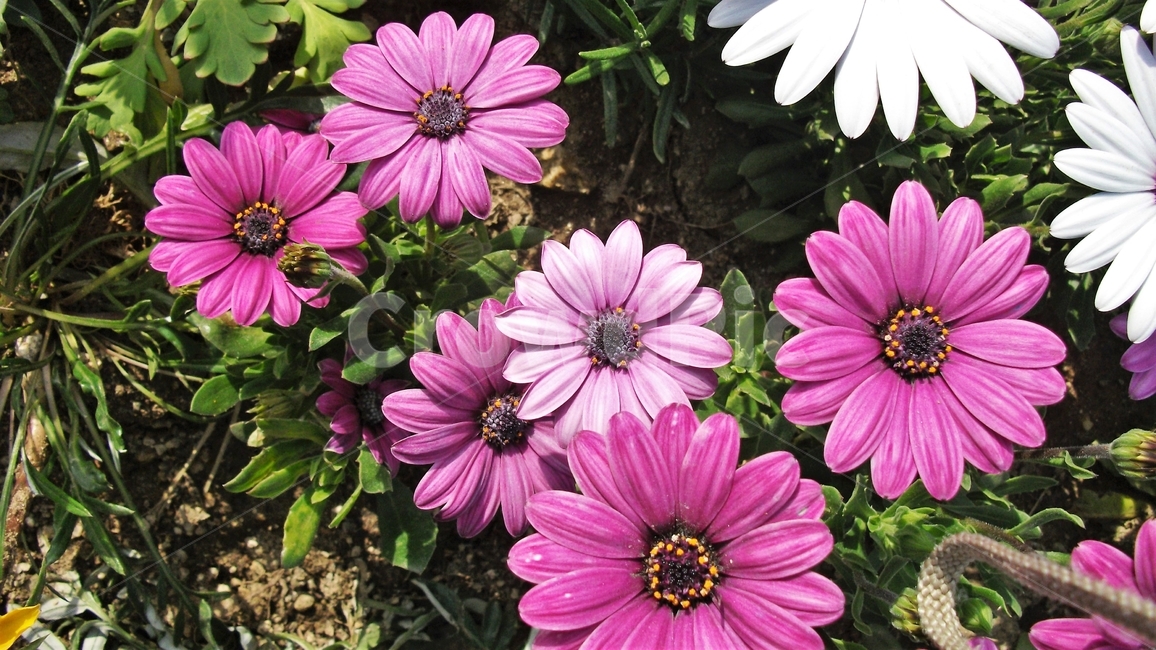 꽃,자연,식물,꽃잎,암술,수술,봄,spring,nature,bloom,petal,floral,scent,beautiful,plant,flower,오스테오스펄멈,아프리카원산,아프리칸데이지,garden,Osteospermum,디모르포테카,데모루,오스테오스퍼멈,식물,자연,plants,nature,꽃,flower